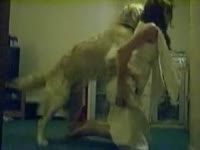 Golden retriever dog sex with a hot babe